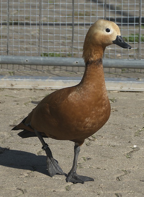 利於中國足