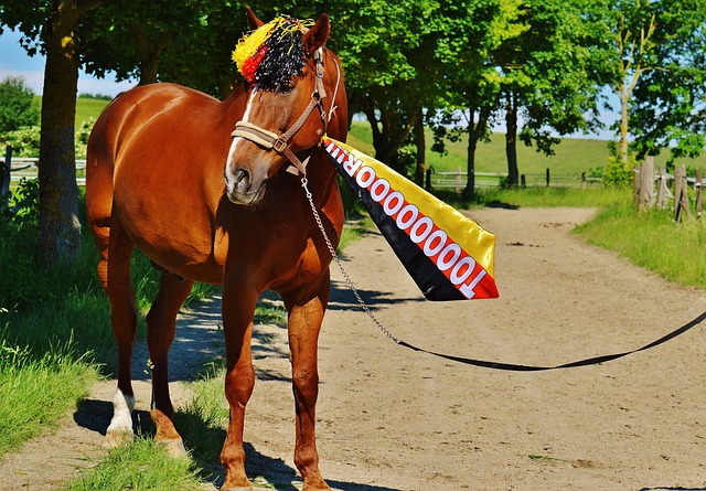 快船战胜尼 快船战胜尼